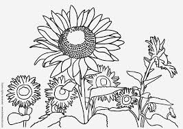 La Scelta Migliore Disegni Da Colorare Girasole Disegni Da Colorare