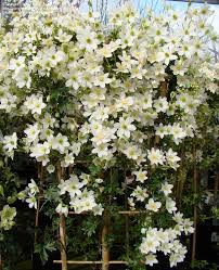 Suitable for sun or partial shade. White Flower Garden