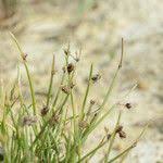 Image result for Isolepis setacea