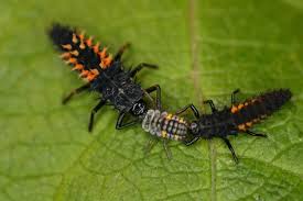 Image result for ladybird larvae