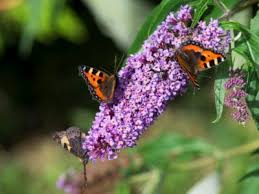 @article{gong2015floralsc, title={floral scent composition predicts bee pollination system in five butterfly bush (buddleja, scrophulariaceae) species.}, author={w. Butterfly Bush Types Different Butterfly Bushes For The Landscape