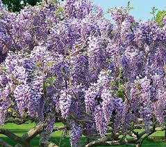 Purple flowering tree identification australia. Deep Purple Flowering Tree