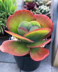 Kalanchoe Flapjack Succulent Paddle Plant Succulents Plants