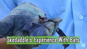 How to get rid of bats? Why And How Bats Get In Homes Skedaddle Wildlife Control