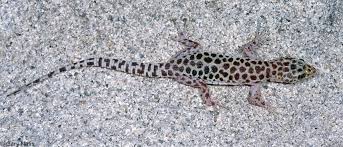 Image result for Dignathia gracilis