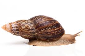 Image result for Hirtella zanzibarica