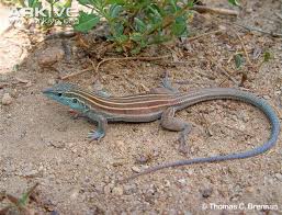 Black And White Lizard Arizona Arizona Striped Whiptail Aspidoscelis Arizonae Yashericy