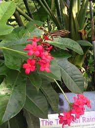 Tropical flowering trees are being used more and more in florida gardens. Jatropha Gardening Solutions University Of Florida Institute Of Food And Agricultural Sciences