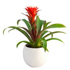 Healthy plants and perfect pots. Guzmania Plant Send And Deliver Flowering Plants To Canada