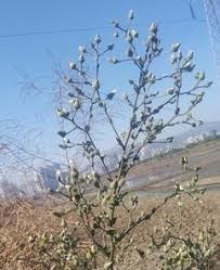 Image result for Laggera