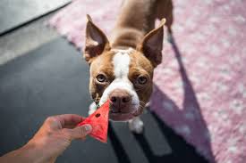 Just make sure to give your dog watermelon in moderation as too much of it may result in diarrhea which is not good especially in a. Can Dogs Eat Watermelon Is Watermelon Good For Dogs Idoggycare