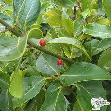 Found over a century ago growing in a garden, ilex 'golden king' is just one of several popular varieties of a garden hybrid, ilex x altaclerensis, bred partly from the common english holly, ilex aquifolium. Buy Ilex X Altaclerensis Camelliifolia Highclere Holly In The Uk