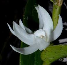 Image result for Diaphananthe vesicata