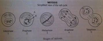 For each cell, indicate the phase it is in. Mitosis Meiosis Hw Flashcards Quizlet