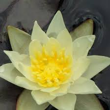 Image result for Nymphaea sulphurea