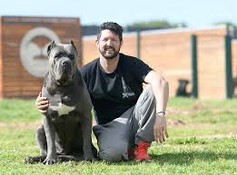 It was used as a hunting dog to. Cria De Cane Corso Venta De Cane Corsos Comprar Cachorros Cane Corso Online