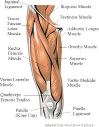 Appendicular muscles of the pelvic girdle and lower limbs. Thigh Anatomy
