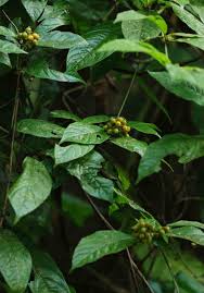 Image result for Rutidea