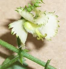 Image result for Tragia glabrata