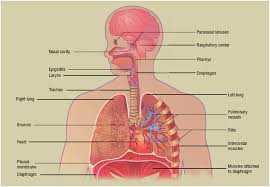 Respiratory System Definition Description Function Common Problems