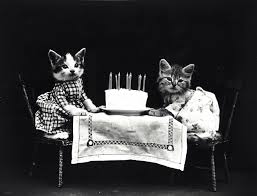 If you love your cat, you may want to celebrate its birthday. How To Throw A Cat Birthday Party A Purrfect Step By Step Guide