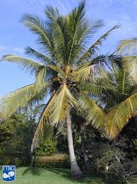 Image result for Cocos nucifera