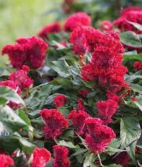 Celosia Prestige Scarlet Burpee Plants Flowers Flower Beds