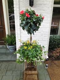 House plants, trees, flower plants, garden flowers and indoor plants are great for upgrading or accentuating your decor. Darling Flowers Online Store Plants Flower Pots Ivy Plants