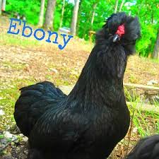 It is also a far more powerful weapon. Ebony Sunbathing Backyard Chickens Learn How To Raise Chickens