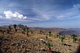 Image result for Lepidotrichilia volkensii