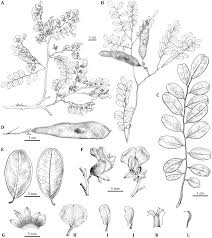 Image result for Dalbergia bracteolata