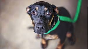 The average lifespan of the bulldog is 10 to 12 years the french bulldog is the one that is reserved with them, while the beagle enjoys other people's and here are a couple of adorable puppy pictures of frengles. French Bulldog Mixes 20 Unique Frenchie Crossbreeds