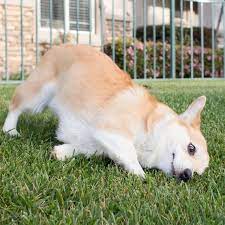 Reasons Why Dogs Rub Their Face