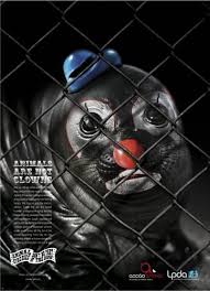 Los Animales No Son Para Entretenimiento Humano Sabes Que Ocurre Detras De Los Circos Que Pasa Antes Y Circus Animals Animal Cruelty Awareness Animal Abuse