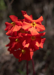 Image result for Harveya