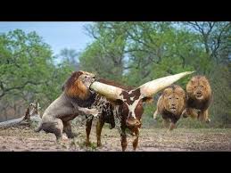 Sky Animals Videos Collection Youtube Wild Animals Videos Animals Animal Planet