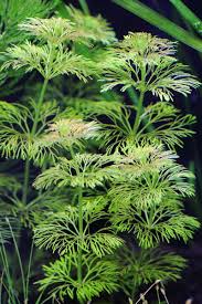 アンブリア キクモ ふわっとした丸い繊細な葉が美しい水草 水草動画ブログ