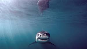 It is the goal of the global shark attack file to demonstrate and emphasize, through forensic analysis, the significance of shark/human interactions in comparison to the myriad dangers that we face in our daily lives. Sharing The Sea With Sharks The New Yorker
