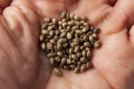 Maybe you would like to learn more about one of these? How To Prevent The Death Of Cannabis Seeds And Seedlings Alchimia Grow Shop