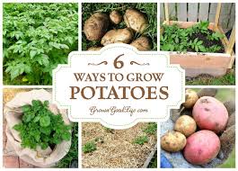 Below we've corralled a few of our favorite ideas for growing spuds. 6 Ways To Grow Potatoes