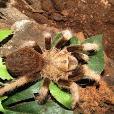 Image result for Empogona sp. A