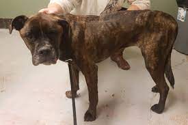 Emaciated Dog Missing Half Its Jaw Found In Northern B C Victoria News