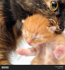 Mother Cat Carrying Image Photo Free Trial Bigstock