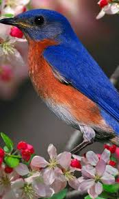Small Birds Of Upstate Ny Blue Bird And Blossoms Bluebird Express Photos Beautiful Bird Wallpaper Beautiful Birds Most Beautiful Birds