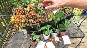 The plant lived most of the way through the winter in a hanging basket and produced dozens and dozens of little well i don't eat cherry tomatoes but folks to whom i have supplied plants haven't complained. How To Grow 12 Inch Or So Dwarf Container Tomatoes Variety Types To Try Trg 2015 Youtube