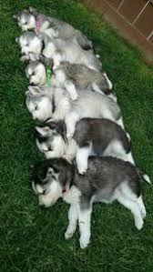 Encontrá perros de raza en mercadolibre.com.ar! Las Mejores 10 Ideas De Perros Husky Bebes Perros Husky Bebes Perro Husky Perros