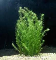 Image result for Mayaca baumii