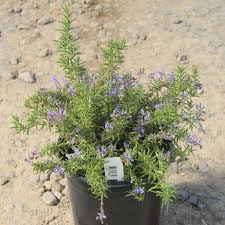 Image result for Rosmarinus officinalis
