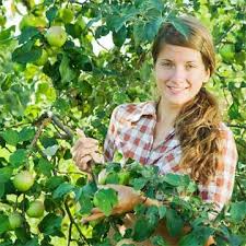 Fruit Picking Jobs Australia Seasonal Work Harvest Jobs Work Fruit Picking Jobs Seasonal Work Jobs Australia