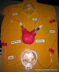 In this project we will learn how to construct a lung model using detailed video show how to make lungs working model(science working model for class 7). Science Projects For Class 8 Working Models Leverage Edu